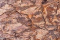 Close-up tree bark, beautiful texture. Royalty Free Stock Photo