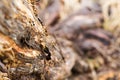 Close up of tree bark with camera angle toward tree roots Royalty Free Stock Photo