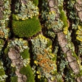 Close-up of a tree bark covered with diverse lichens and moss Royalty Free Stock Photo