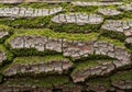 Close-up of tree bark covered in green moss. The bark features a Royalty Free Stock Photo