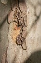 close up of the tree bark. Royalty Free Stock Photo