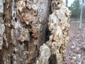 Close up of tree bark Royalty Free Stock Photo