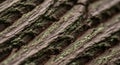 Close-up of tree bark with deeply grooved and rough texture. The surface is covered Royalty Free Stock Photo