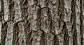 Close-up of tree bark displaying coarse, textured layers. The surface appears rough Royalty Free Stock Photo
