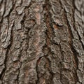 Close-up of tree bark displaying a rugged, textured surface with irregular, overlapping patterns. Royalty Free Stock Photo