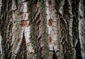 Close-up of tree bark displaying a textured surface with deep grooves and cracks. The bark features Royalty Free Stock Photo