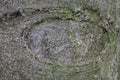 Close-Up of Tree Bark with Eye-Like Pattern Royalty Free Stock Photo