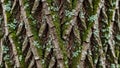 Close up of tree bark featuring deep vertical ridges and furrows Royalty Free Stock Photo