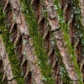 Close-up of a tree bark featuring rough, textured surfaces with cracked patterns. Vivid Royalty Free Stock Photo