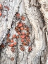 Close-up of tree bark with a group of European firebugs crawling on the surface. Royalty Free Stock Photo
