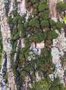 Close-up of linden tree bark with green mosses