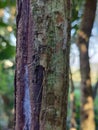 close up of tree bark in blar natural background Royalty Free Stock Photo