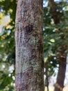 close up of tree bark in blar natural background Royalty Free Stock Photo