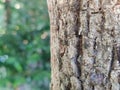 close up of tree bark in blar natural background Royalty Free Stock Photo