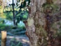 close up of tree bark in blar natural background Royalty Free Stock Photo