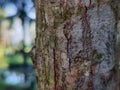 close up of tree bark in blar natural background Royalty Free Stock Photo