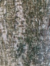 Close up of tree bark, natural texture of wood and moss Royalty Free Stock Photo