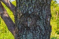 Close up tree bark. Old tree branch stump scar