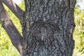 Close up tree bark. Old tree branch stump scar