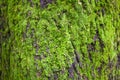 Close up of the tree bark overgrown with moss Royalty Free Stock Photo