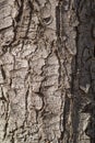 close-up tree bark, photo of tree bark texture Royalty Free Stock Photo