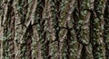 Close-up of a tree bark with rough, deeply grooved texture, covered in patches of pale Royalty Free Stock Photo