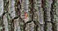 Close-up of tree bark with rough, Royalty Free Stock Photo