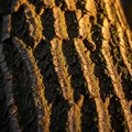 Close up of a tree bark with rugged texture and deep grooves Royalty Free Stock Photo