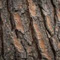 Close-up of tree bark with a rugged texture, showcasing layers of gray and brown hues. Royalty Free Stock Photo