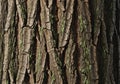 Close-up of tree bark with rugged, textured surface. Deep vertical Royalty Free Stock Photo