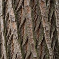 Close-up of tree bark showcasing a distinctive texture with interwoven ridges and Royalty Free Stock Photo