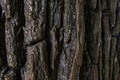 close up tree bark texture. dark brown old texture background. tree crust Royalty Free Stock Photo