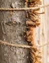 Close Up of Tree Bark Texture with Coarse Fiber Rope Binding and Securing Trunk Royalty Free Stock Photo