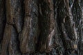 close up tree bark texture. old texture background. tree crust Royalty Free Stock Photo
