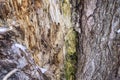 close up tree bark texture. dark brown old texture background. tree crust Royalty Free Stock Photo