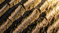 Close up of a tree bark texture featuring prominent deep vertical ridges Royalty Free Stock Photo