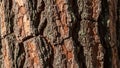 Close up of a tree bark texture featuring rugged deep grooves and cracks Royalty Free Stock Photo