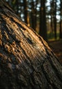 Close-Up of Tree Bark Texture in Forest Sunlight Royalty Free Stock Photo
