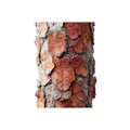 Close-Up Of Tree Bark Texture. Natural Patterns And Organic Design Inspiration. Isolated On Transparent Background Royalty Free Stock Photo
