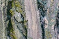 Close-up tree bark texture. Poplar and wooden moss. Photography of for wallpaper and background.