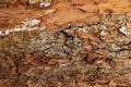 Close-up tree bark texture. Poplar and wooden moss. Photography of for wallpaper and background.