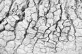 Tree bark texture with seamless crack patterns nature abstract white gray background Royalty Free Stock Photo