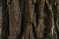 close up tree bark texture. old texture background. tree crust Royalty Free Stock Photo