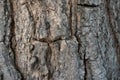 Close up of tree bark texture, Tree trunk detail texture as natural backgroud, wood skin after for Termites eat Royalty Free Stock Photo