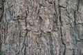 Close up of tree bark texture, Tree trunk detail texture as natural backgroud, wood skin after for Termites eat