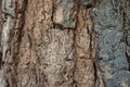 Close up of tree bark texture, Tree trunk detail texture as natural backgroud, wood skin after for Termites eat