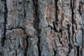 Close up of tree bark texture, Tree trunk detail texture as natural backgroud, wood skin after for Termites eat