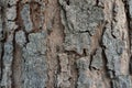 Close up of tree bark texture, Tree trunk detail texture as natural backgroud, wood skin after for Termites eat