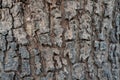 Close up of tree bark texture, Tree trunk detail texture as natural backgroud, wood skin after for Termites eat Royalty Free Stock Photo