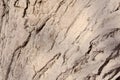 Close-up tree bark texture. Wood whitewashed to protect against pests Royalty Free Stock Photo